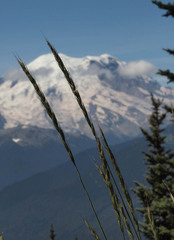 Elymus glaucus glaucus