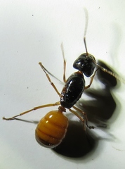 Camponotus sansabeanus