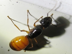 Camponotus sansabeanus