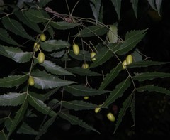 Azadirachta