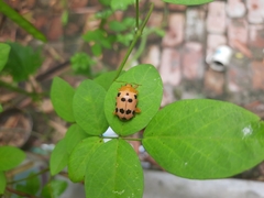 Podontia quatuordecimpunctata