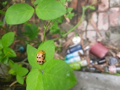 Podontia quatuordecimpunctata