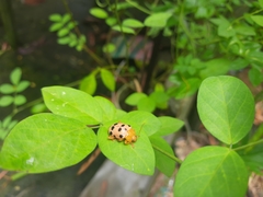 Podontia quatuordecimpunctata