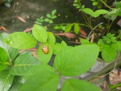 Podontia quatuordecimpunctata