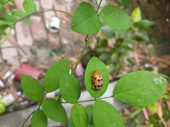 Podontia quatuordecimpunctata