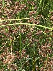 Juncus macrandrus