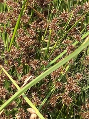 Juncus macrandrus