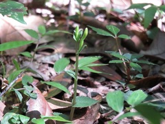 Triphora yucatanensis