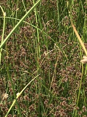 Juncus macrandrus