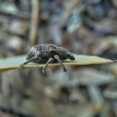 Oxyops fasciatus