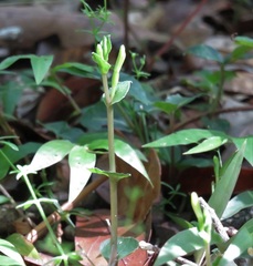 Triphora yucatanensis