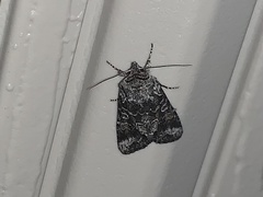 Lacinipolia strigicollis