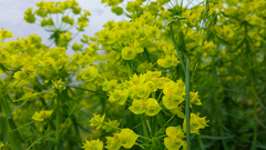 Euphorbia cyparissias