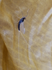 Callibaetis ferrugineus hageni