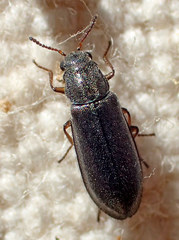 Eschatocrepis constrictus