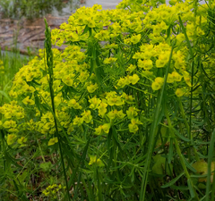 Euphorbia cyparissias