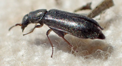 Eschatocrepis constrictus