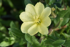 Oenothera humifusa