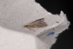 Diplopseustis perieresalis