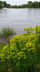 Euphorbia cyparissias
