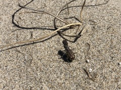 Cicindela bellissima