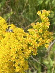 Solidago spectabilis