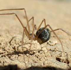 Psilochorus californiae