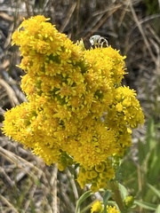Solidago spectabilis