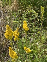 Solidago spectabilis