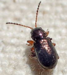 Hemiglyptus basalis