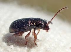 Hemiglyptus basalis
