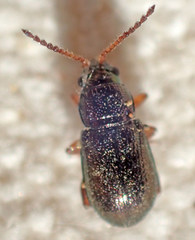 Hemiglyptus basalis