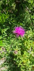 Cirsium mexicanum