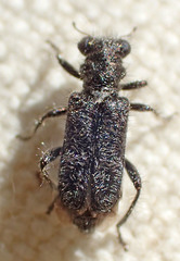 Phyllobaenus
