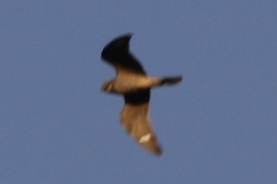 iNaturalist observation 2021-07-24