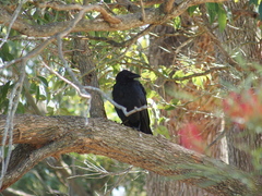 Corvus coronoides perplexus