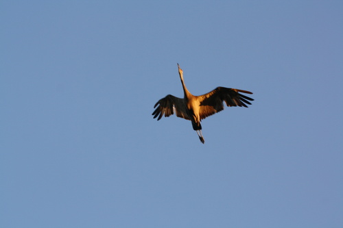 iNaturalist observation 2021-07-24
