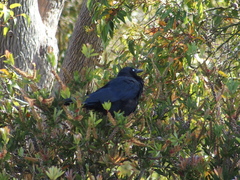 Corvus coronoides perplexus