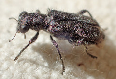 Phyllobaenus