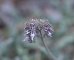 Phacelia mutabilis