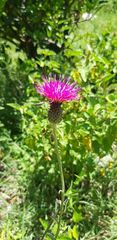 Cirsium mexicanum