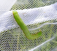 Eucarta virgo