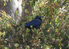 Corvus coronoides perplexus