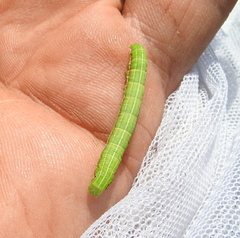Eucarta virgo