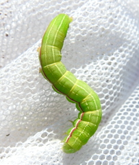 Eucarta virgo