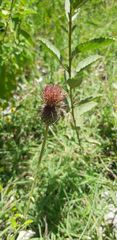 Cirsium mexicanum