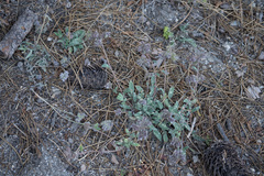 Phacelia mutabilis