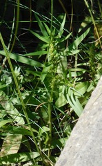 Rumex rossicus