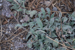 Phacelia mutabilis