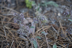 Phacelia mutabilis